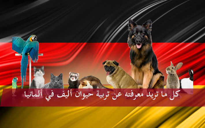 كل ما تريد معرفته عن تربية حيوان أليف في ألمانيا
